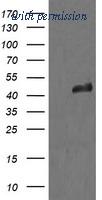 OriGene TA505767AM image 1
