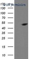 OriGene TA505770AM image 1