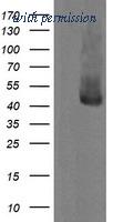 OriGene TA505775BM image 1