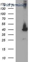 OriGene TA505779AM image 1
