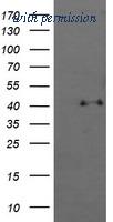 OriGene TA505781BM image 1