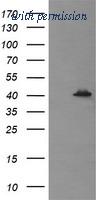 OriGene TA505782BM image 1