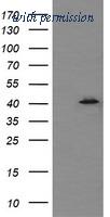 OriGene TA505783AM image 1