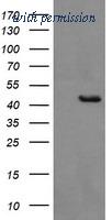 OriGene TA505786S image 1