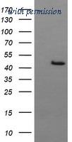 OriGene TA505788BM image 1