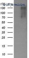 OriGene TA505792AM image 1