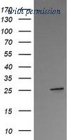 OriGene TA505795BM image 1