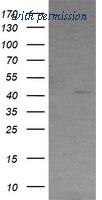 OriGene TA505799BM image 1