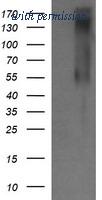 OriGene TA505803AM image 1