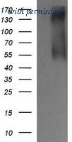 OriGene TA505807AM image 1