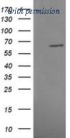 OriGene TA505808AM image 1