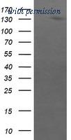 OriGene TA505810AM image 1