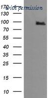 OriGene TA505815BM image 1