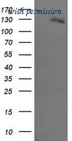 OriGene TA505818S image 1