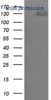 OriGene TA505819BM image 1