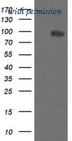 OriGene TA505821BM image 1