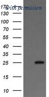 OriGene TA505824S image 1