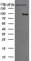 OriGene TA505827AM image 1