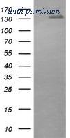 OriGene TA505829AM image 1