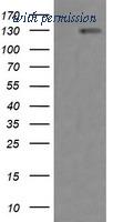 OriGene TA505836BM image 1
