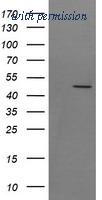 OriGene TA505846AM image 1