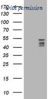 OriGene TA505847S image 1
