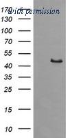 OriGene TA505848BM image 1