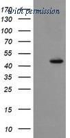 OriGene TA505849AM image 1