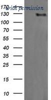 OriGene TA505859AM image 1