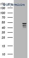 OriGene TA505860AM image 1