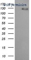 OriGene TA505870BM image 1