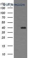 OriGene TA505871S image 1