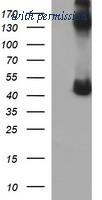 OriGene TA505873BM image 1