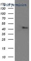 OriGene TA505877AM image 1