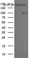 OriGene TA505879BM image 1