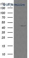 OriGene TA505886AM image 1
