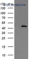 OriGene TA505888AM image 1