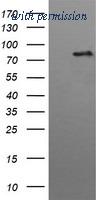 OriGene TA505894AM image 1