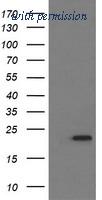 OriGene TA505895S image 1