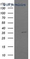 OriGene TA505897BM image 1