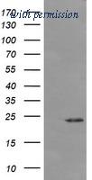 OriGene TA505898BM image 1