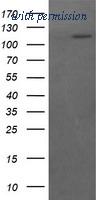 OriGene TA505900BM image 1