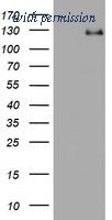 OriGene TA505901AM image 1
