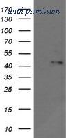 OriGene TA505909S image 1