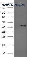 OriGene TA505910AM image 1