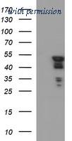 OriGene TA505913BM image 1