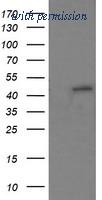 OriGene TA505914AM image 1