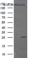 OriGene TA505930AM image 1