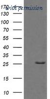 OriGene TA505931BM image 1