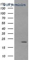 OriGene TA505941AM image 1